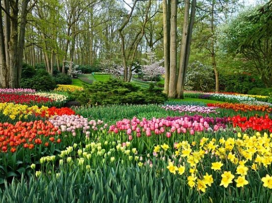 Photo of a flower garden.